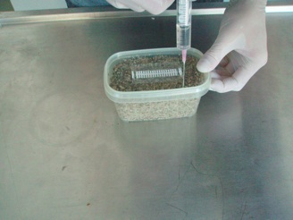 Nährboden in Mikrobox im Sporenspritze impfen