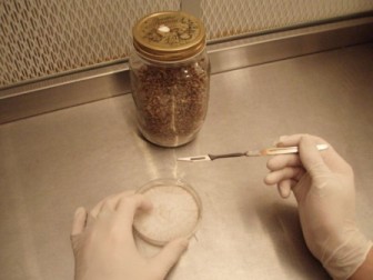 Petrischale mit Pilzmyzel vor HEPA Filter