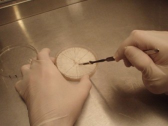 Pilzmyzel in Petrischale wird mit Skalpell geteilt