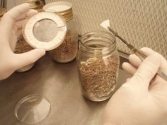 Pilzmyzel auf Agarnährboden wird auf Roggen geimpft