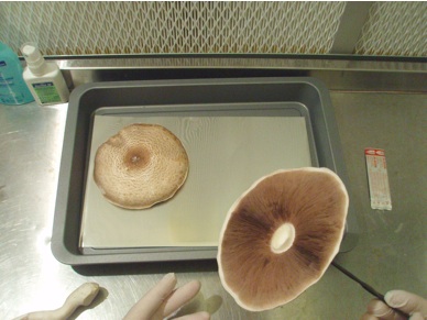 Sporenernte im Labor Pilzhut unterseite