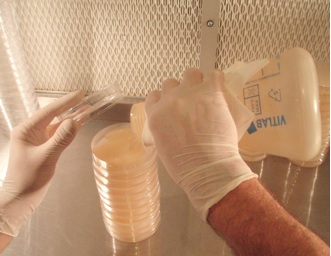 Agar aus einem Erlenmeyerkolben wird in Petrischalen gegossen