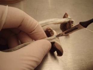 Entnahme einer Gewebeprobe aus Pilz