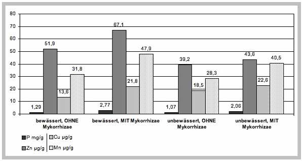 Quelle: Varied rates of mycorrhizal inoculum on growth and nutrient acquisition by barley grown with drought stress. Faculty of Agriculture , Jordan University of Science & Technology, Appalachian Soil & Water Conservation Research Laboratory, U.S. Department of Agriculture , Agricultural Research Service 2008