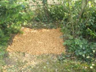 Pilzbeet im Garten