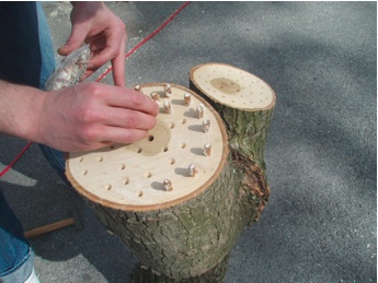 Dübelbrut Stäbchenbrut wird auf Baumstämmen angebaut
